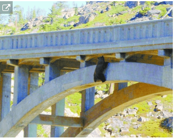Big Bear Rescue on the Donner Memorial Bridge - Telstar Logistics-5